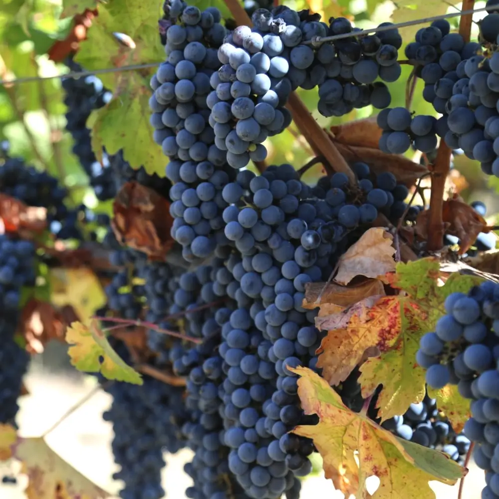 Napa Valley College Viticulture Teaching Winery